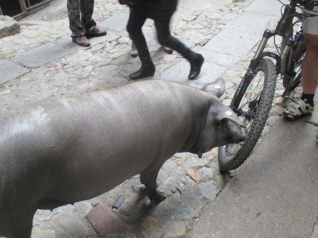 Foto: El marrano de San Antón - La Alberca (Salamanca), España