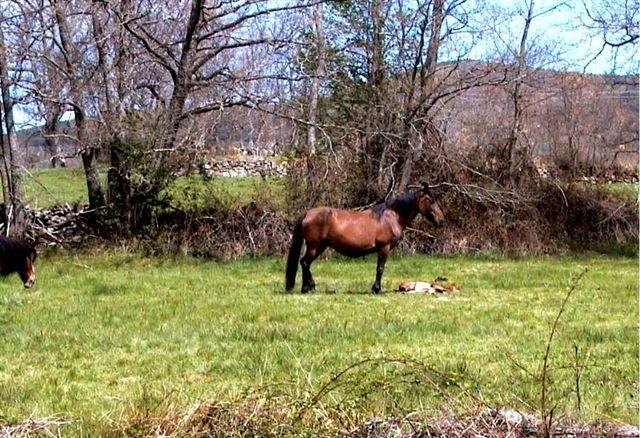 Foto: Caballo en una finca - Umbrías (Ávila), España
