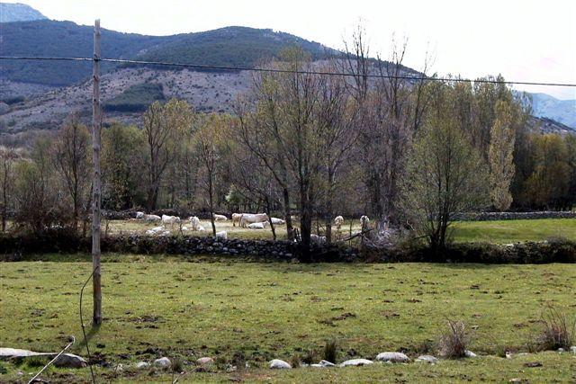 Foto: El verde paisaje de la zona - Umbrías (Ávila), España