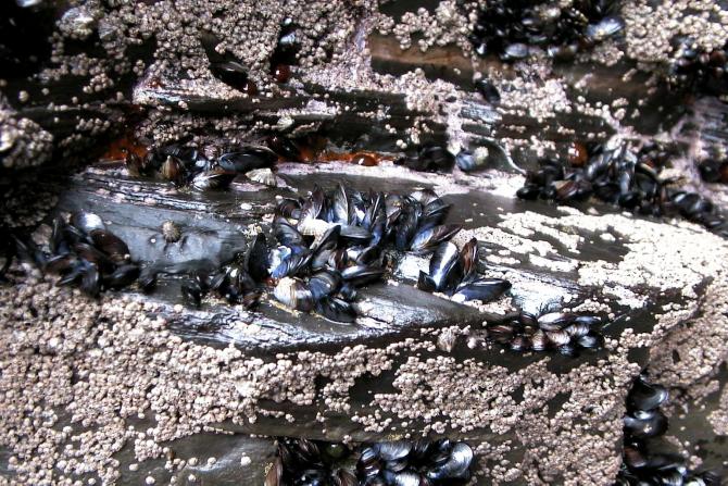 Foto: Mejillones en las rocas de la playa de las Catedrales - Ribadeo (Lugo), España