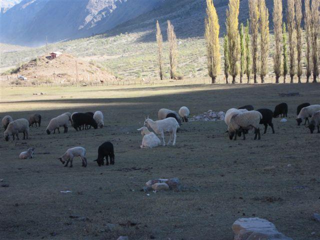 Foto: Un rebaño de ovejas - San José de Maipo (Región Metropolitana), Chile