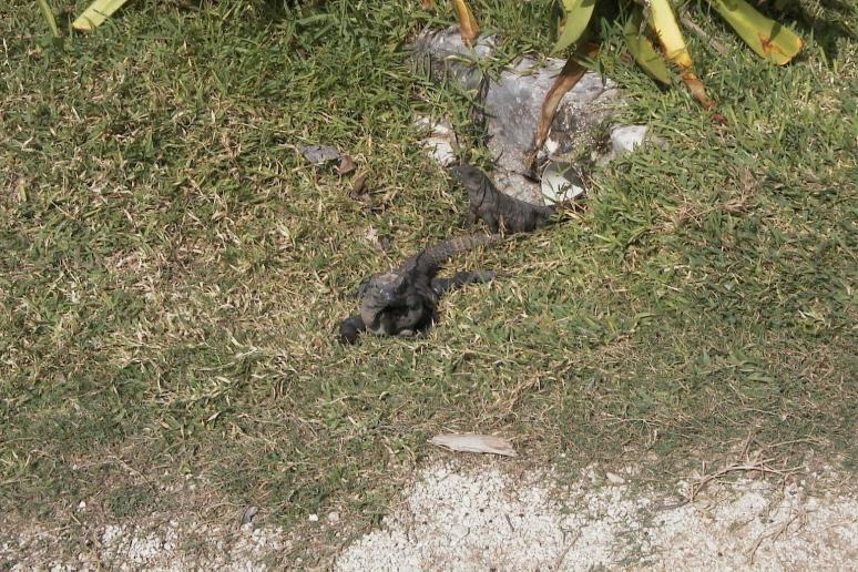 Foto: Un par de las numerosas iguanas que hay por la zona - Tulum (Quintana Roo), México