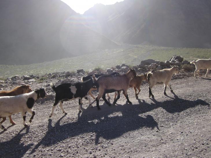 Foto: Rebaño de cabras por el camino - San José de Maipo (Región Metropolitana), Chile