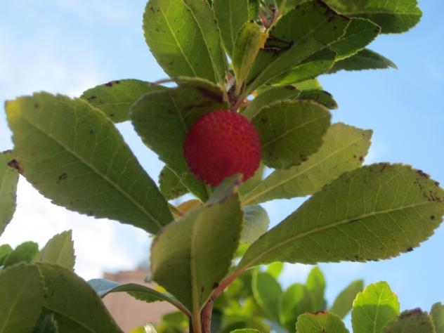 Foto: Fruto del madroño - Madrid (Comunidad de Madrid), España