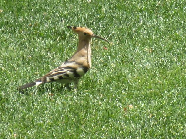 Foto: Abubilla en el parque de Santa Rita - Madrid (Comunidad de Madrid), España