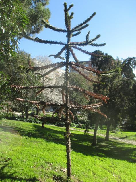 Foto: Araucaria joven en el parque del Retiro - Madrid (Comunidad de Madrid), España