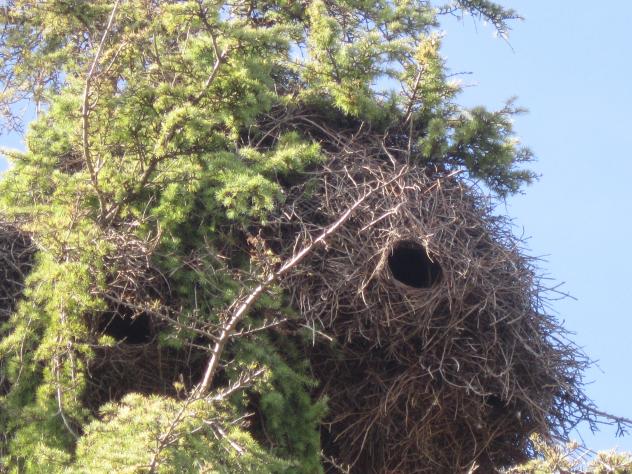 Foto: Gigantesco nido de cotorras en un pino en el parque Eugenia de Montijo - Madrid (Comunidad de Madrid), España