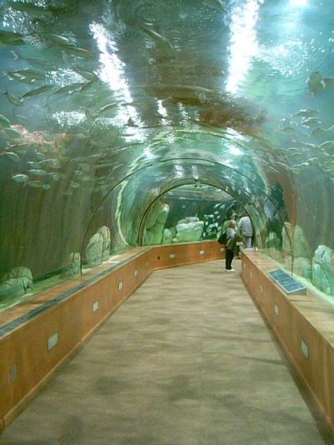 Foto: Estanque de tiburones en el interior del oceanógrafico - Valencia (València), España