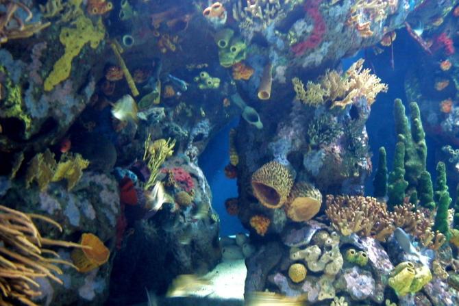 Foto: Uno de los acuarios del Oceanógrafico - Valencia (València), España