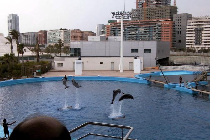 Foto: Show de delfines en el Oceanógrafico - Valencia (València), España