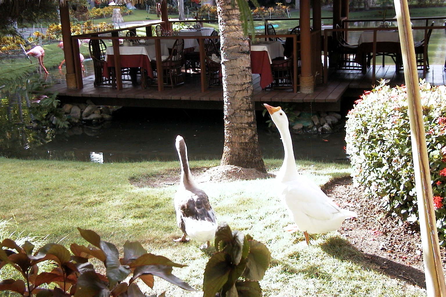 Foto: Una pareja de gansos - Punta Cana (La Altagracia), República Dominicana