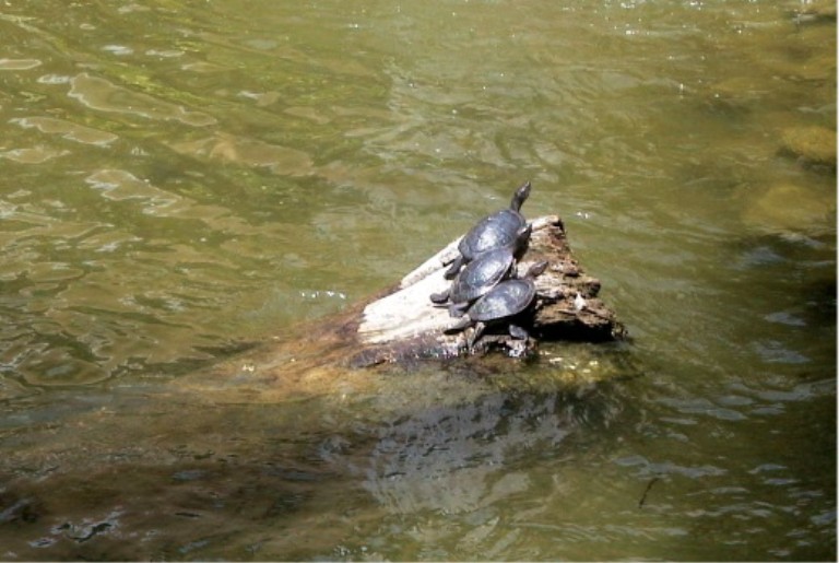 Foto: Tortugas al sol sobre una piedra - Punta Cana (La Altagracia), República Dominicana