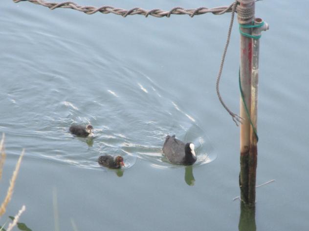 Foto: Aves acuáticas por el río Júcar - Cullera (València), España