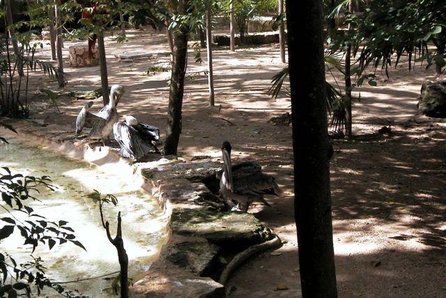 Foto: Grupo de pélicanos - XCaret (Quintana Roo), México