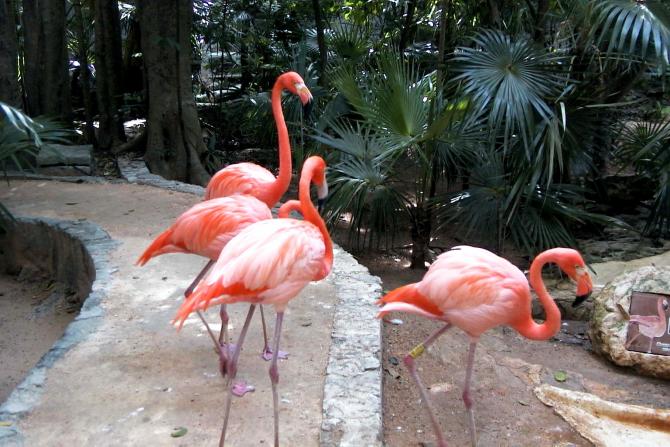Foto: Grupo de flamencos - Xcaret (Quintana Roo), México