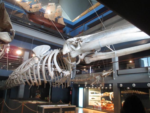 Foto: Esqueleto de ballena en el Museo Marítimo - Santander (Cantabria), España