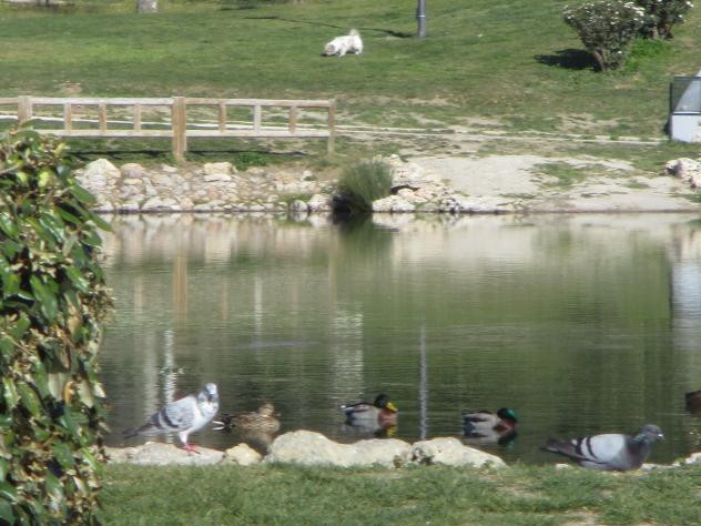 Foto: Parque de Las Cruces - Madrid (Comunidad de Madrid), España