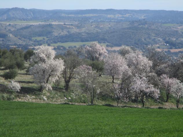Foto: Campo de almendros - Mazuecos (Guadalajara), España