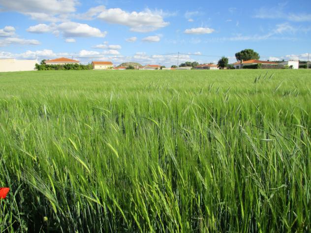 Foto: Cultivo de cebada - Mazuecos (Guadalajara), España