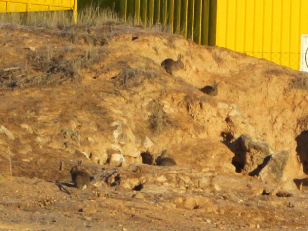 Foto: Grupo de conejos silvestres alrededor de su madriguera - Mazuecos (Guadalajara), España