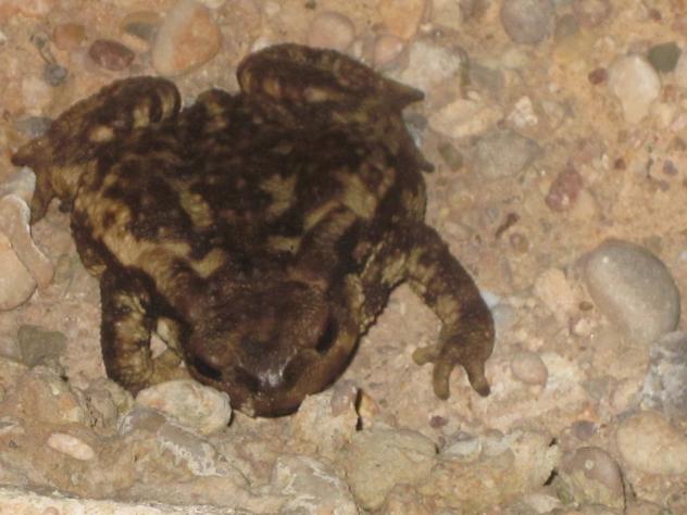 Foto: Un sapo por el camino - Mazuecos (Guadalajara), España