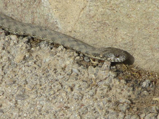 Foto: Una visita inesperada que como vino se fue - Mazuecos (Guadalajara), España