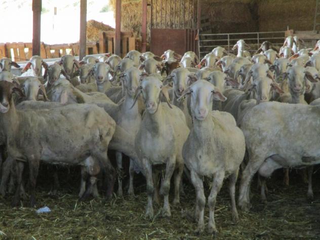 Foto: Ovejas esquiladas en una granja - Mazuecos (Guadalajara), España