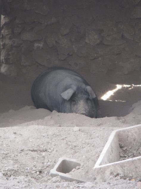 Foto: Cerdo en una porqueriza - Mazuecos (Guadalajara), España