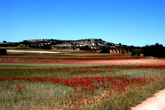 Foto: Campo de amapolas silvestres una nota de color entre los cultivos - Mazuecos (Guadalajara), España