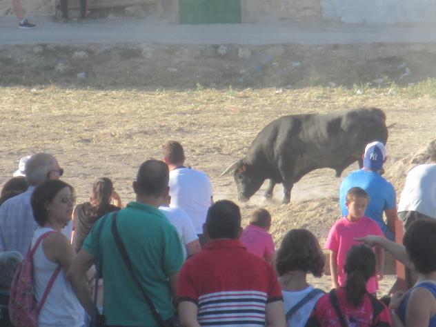 Foto: Encierro en el campo, se mantienen las tradiciones - Mazuecos (Guadalajara), España
