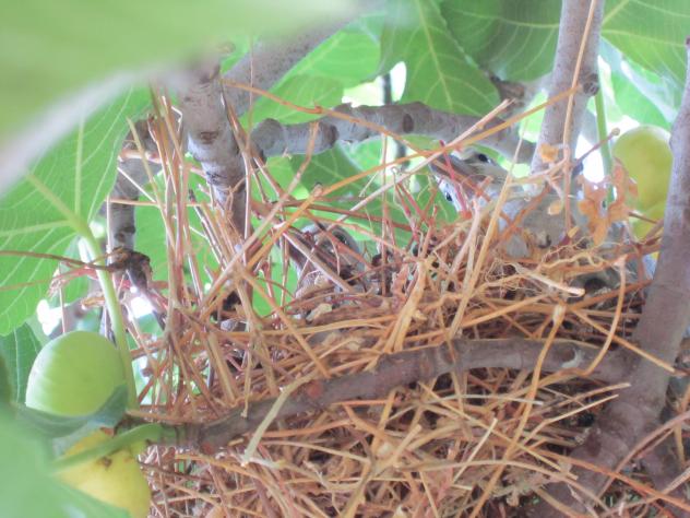 Foto: Nido con torcaces - Mazuecos (Guadalajara), España