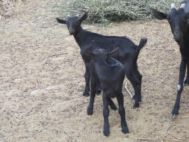 Foto: Cabras negras - Mazuecos (Guadalajara), España