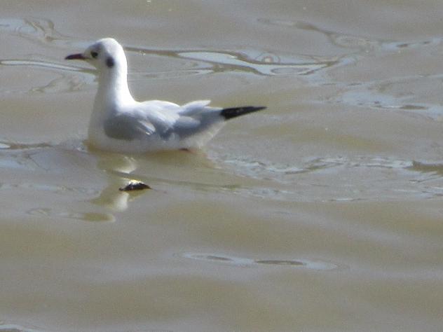 Foto: Gaviota en el Támesis - Londres (England), El Reino Unido