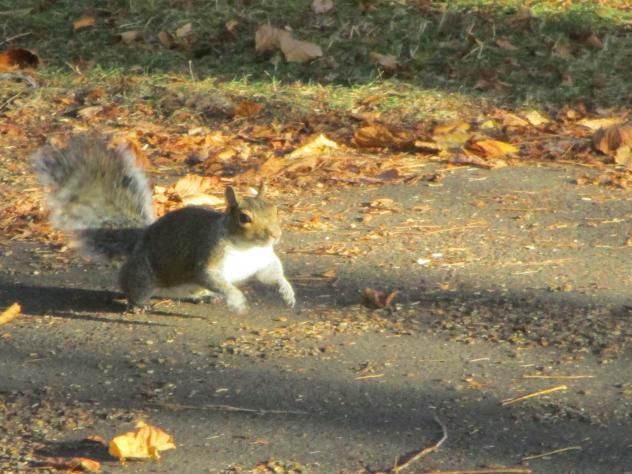 Foto: Ardilla correteando en Hyde park - Londres (England), El Reino Unido