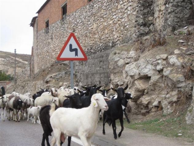 Foto: Rebaño de ovejas y cabras - Driebes (Guadalajara), España