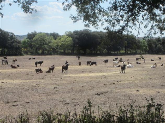 Foto: Ganado bravo en la finca de Manuel Vidrié - Driebes (Guadalajara), España