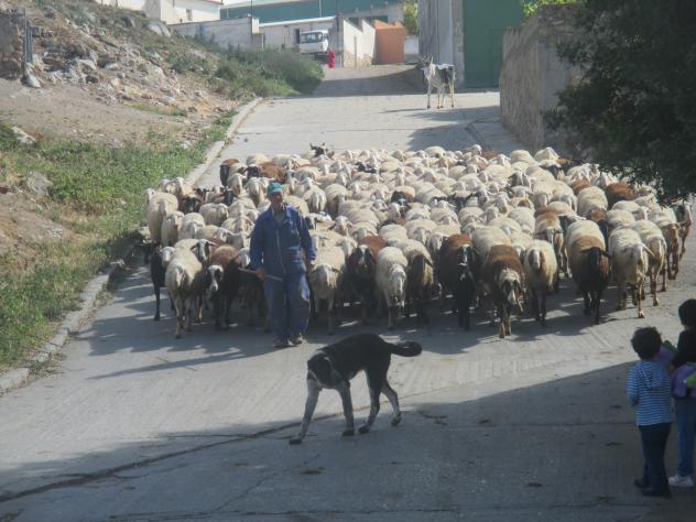 Foto: Sacando el rebaño de la granja - Driebes (Guadalajara), España