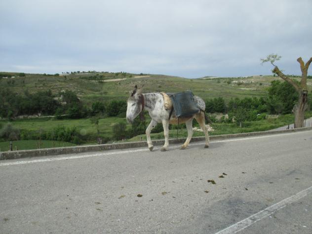 Foto: La borrica del pastor - Driebes (Guadalajara), España