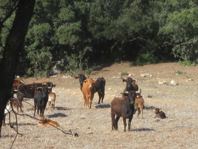 Foto: Toros bravos de la ganadería de Manuel Vidrié - Driebes (Guadalajara), España