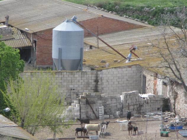 Foto: Granja de cabras con una oveja - Mazuecos (Guadalajara), España