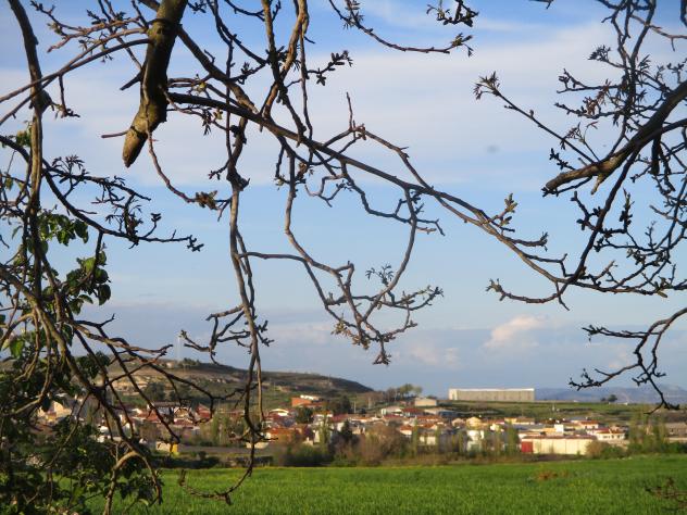 Foto: Vista del pueblo con ramas de nogal - Mazuecos (Guadalajara), España