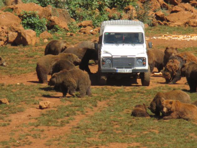Foto: Llevando comida a los osos en el parque de la Naturaleza - Cabárceno (Cantabria), España