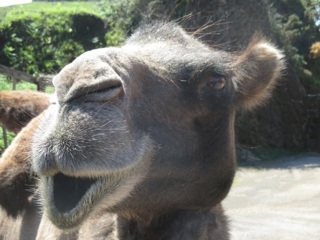 Foto: Bonito primer plano de un camello - Cabárceno (Cantabria), España