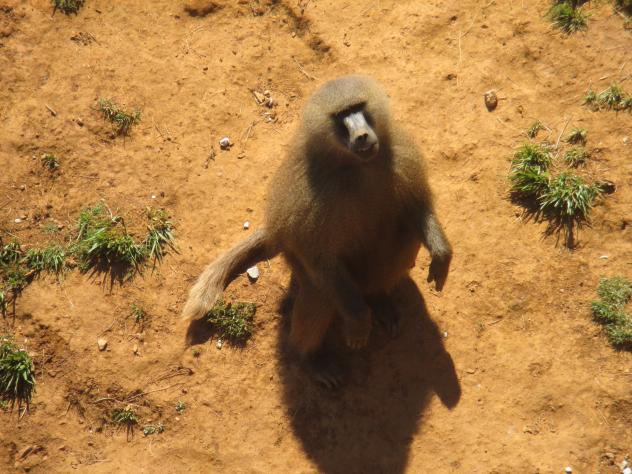 Foto: Un Papión en el Parque de la Naturaleza - Cabárceno (Cantabria), España