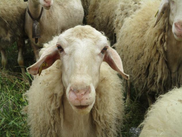 Foto: Mirada bovina - Mazuecos (Guadalajara), España