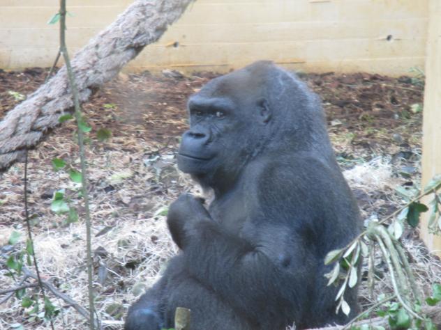 Foto: Ejemplar adulto de gorila macho - Cabárceno (Cantabria), España
