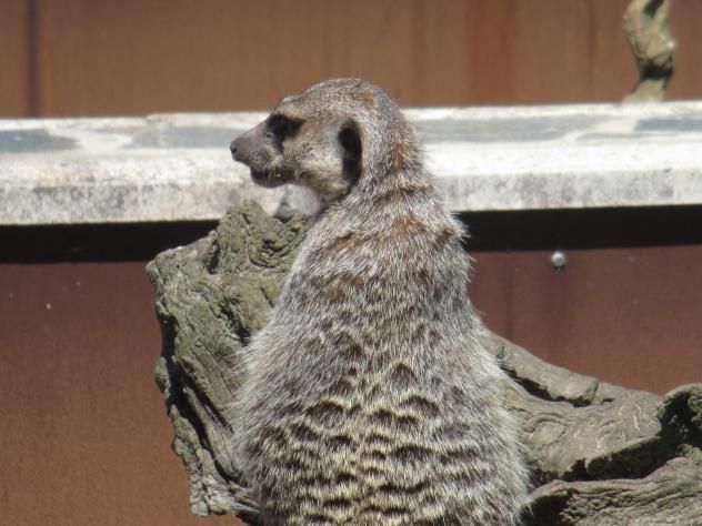 Foto: Suricata en el parque de la Naturaleza - Cabárceno (Cantabria), España