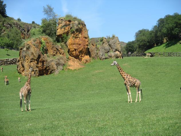 Foto: Fauna africana en el Parque de la Naturaleza - Cabárceno (Cantabria), España
