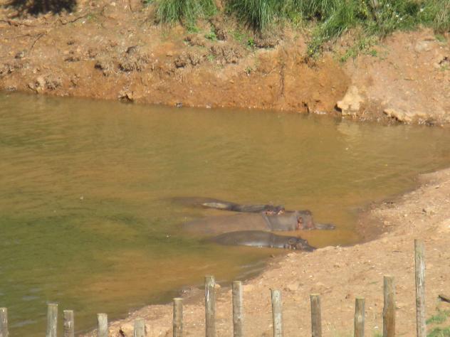 Foto: Hipopótamos en el agua en el Parque de la Naturaleza - Cabárceno (Cantabria), España