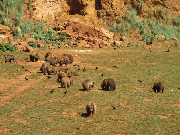 Foto: Osos Pardos en el Parque de la Naturaleza - Cabárceno (Cantabria), España